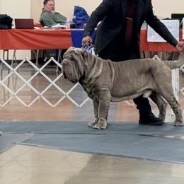 Neapolitan Mastiff Puppies from Red Rock Neapolitan Mastiffs