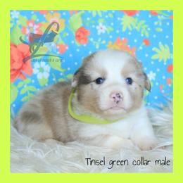 Green Male - White and red male Pembroke Welsh Corgi puppy in Wayne City, Illinois from Lash Livestock & Corgis