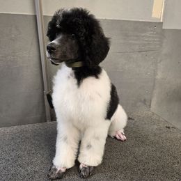 Ahsoka - Parti female Poodle puppy in Patterson, California from Paterson Poodles