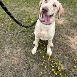Labrador Retriever All Grown Up from Perfect Storm Kennels