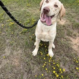 Labrador Retriever All Grown Up from Perfect Storm Kennels