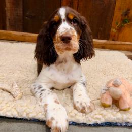 BB1 - Liver white and tan male English Springer Spaniel puppy in Britton, South Dakota from K&S Canines