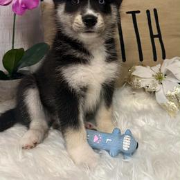 Rascal - Black and white male Pomsky puppy in Cadillac, Michigan from JHS Pomskies
