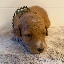 Army Green Collar Boy - Red male Bernedoodle puppy in San Augustine, Texas from Vintage Doodles