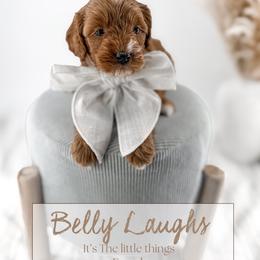 Belly laughs - Red  female Goldendoodle puppy in Harrodsburg, Kentucky from Firefly Farm Minis