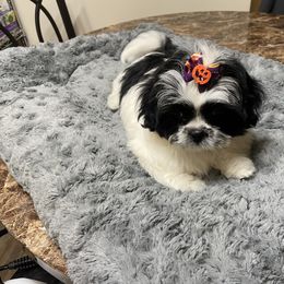 Shih Tzu Puppies from TACG