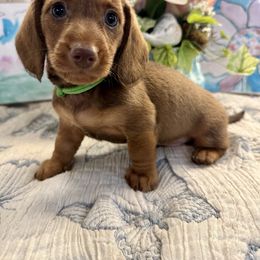 Barrett - Red Dachshund puppy in Hensley, Arkansas from The Dachshund Barn