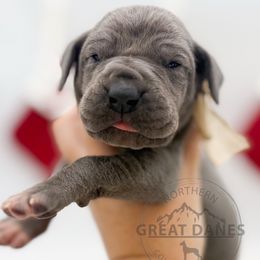 Tiramisu - Blue female Great Dane puppy in Sac City, Iowa from Northern Great Danes of Colorado & Iowa
