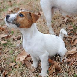 Mater - Tri-color male Jack Russell Terrier puppy in Parks, Arkansas from Ethical Jacks