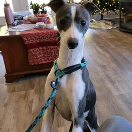 Italian Greyhounds from Lebeck Acres