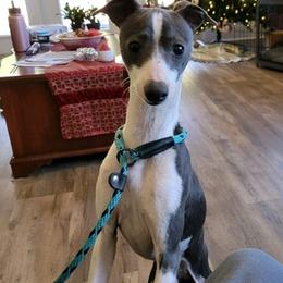 Italian Greyhounds from Lebeck Acres