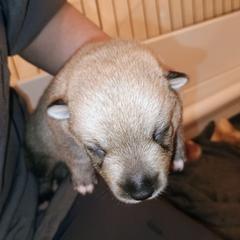 Berkano - Gray female Swedish Vallhund puppy in Ellensburg, Washington from Faery Mount Farm