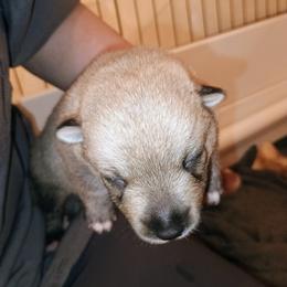 Berkano - Gray female Swedish Vallhund puppy in Ellensburg, Washington from Faery Mount Farm