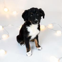 JohnnyCash - Black tri-color male Australian Shepherd puppy in Statesville, North Carolina from Charming Australian Shepherds