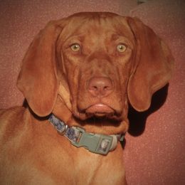 Kava - Vizsla