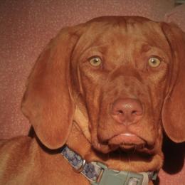 Kava - Vizsla