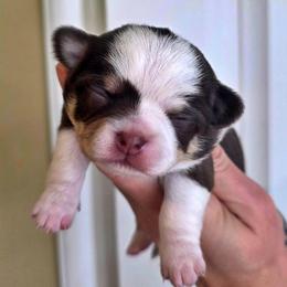 Chocolate an white - Chocolate and white male Chihuahua puppy in Marcy, New York from Dralion Chihuahuas