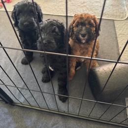 Goldendoodle Puppies from Wrigley's Doodles