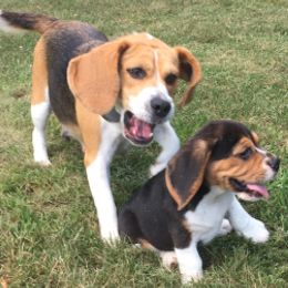 Beagles from Happy Hounds Kennel
