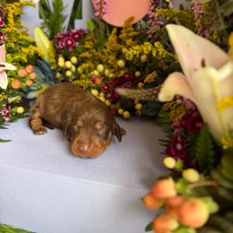 Chocolate and tan - Chocolate and tan male Dachshund puppy in Wills Point, Texas from East Mini Dachshunds Texas