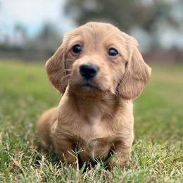 Remi - Red male Dachshund puppy in Rogers, Arkansas from Mini Paws Over the Moon Dachshunds