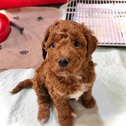 Thunder - Red  male Goldendoodle puppy in Montgomery, Texas from Texas Bello Doodles