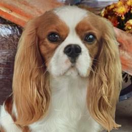 Top Star - Cavalier King Charles Spaniel