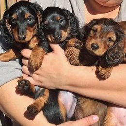 Dachshund Puppies from Sandstone Dachshunds