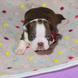 Scarlet Witch - Red female Boston Terrier puppy in Millers Creek, North Carolina from Tumbling Shoals Hilltop Bostons