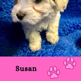 Susan - White female Coton de Tulear puppy in Provo, Utah from New Canyon Havanese & Coton Puppies