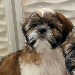 Trevor - Gold and white male Shih Tzu puppy in Hemet, California from Aloha Shih Tzu