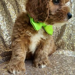 Goldendoodle Puppies from KK's Doodle Bunch