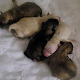 Pomeranian puppies from Svitlana's Pomeranians