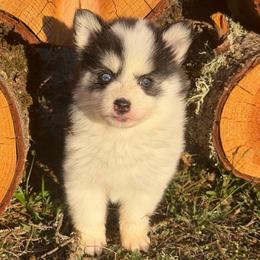 Dolly - Black and white female Pomsky puppy in Mc Minnville, Oregon from West Coast Pomskies