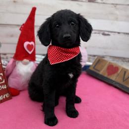 Ivy - Black female Goldendoodle puppy in Lisbon, Ohio from Willow Lane Doodles