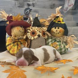 Ruby - Dapple female Dachshund puppy in Cushing, Oklahoma from Ash's mini Dach's