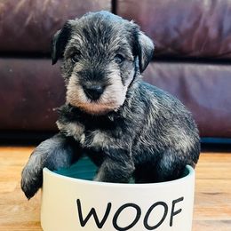Archie - Salt and pepper male Miniature Schnauzer puppy in Hull, Georgia from Ardent Miniature Schnauzers of Athens