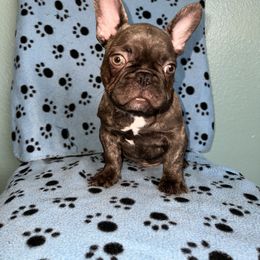 French Bulldog Puppies from Tiny Besties