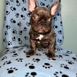 French Bulldog Puppies from Tiny Besties