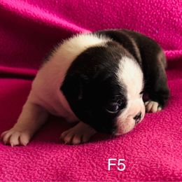 Puppy 5 - Black brindle and white Boston Terrier puppy in Paulden, Arizona from Gold Buckle Kennel