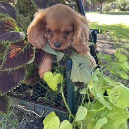 Cavalier King Charles Spaniel Puppies from Rohus Puppies