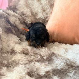 Mario - Phantom male Poodle puppy in Uniondale, New York from Poodles Are Mixy