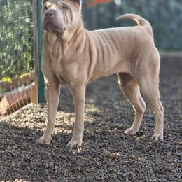Emma - Chinese Shar-Pei