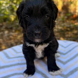 Lurch - Black and white male Aussiedoodle puppy in Mulino, Oregon from Korbella Farm
