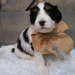 Noelle - Black and white female Bernedoodle puppy in Bowling Green, Ohio from Windy Creek Doodles