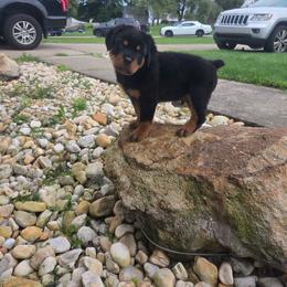 Lucia Mar - Black and tan female Rottweiler puppy in Jefferson Hills, Pennsylvania from Emperor Rottweilers