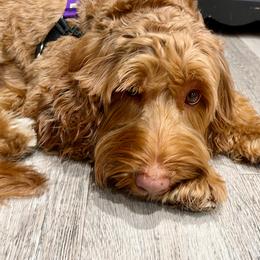Australian Labradoodle puppies from Victoria Creek Australian Labradoodles