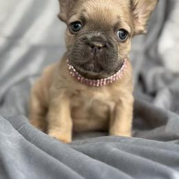 Kia - Blue fawn female French Bulldog puppy in Hemet, California from Bowman Pups