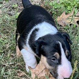Pebbles - Black tan and white female Bull Terrier puppy in Springfield, Ohio from Lynn Hill Bull Terriers