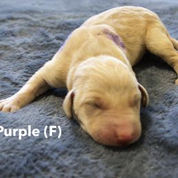Purple - Yellow Labrador Retriever puppy in Long Valley, New Jersey from Guns Up Dog Training